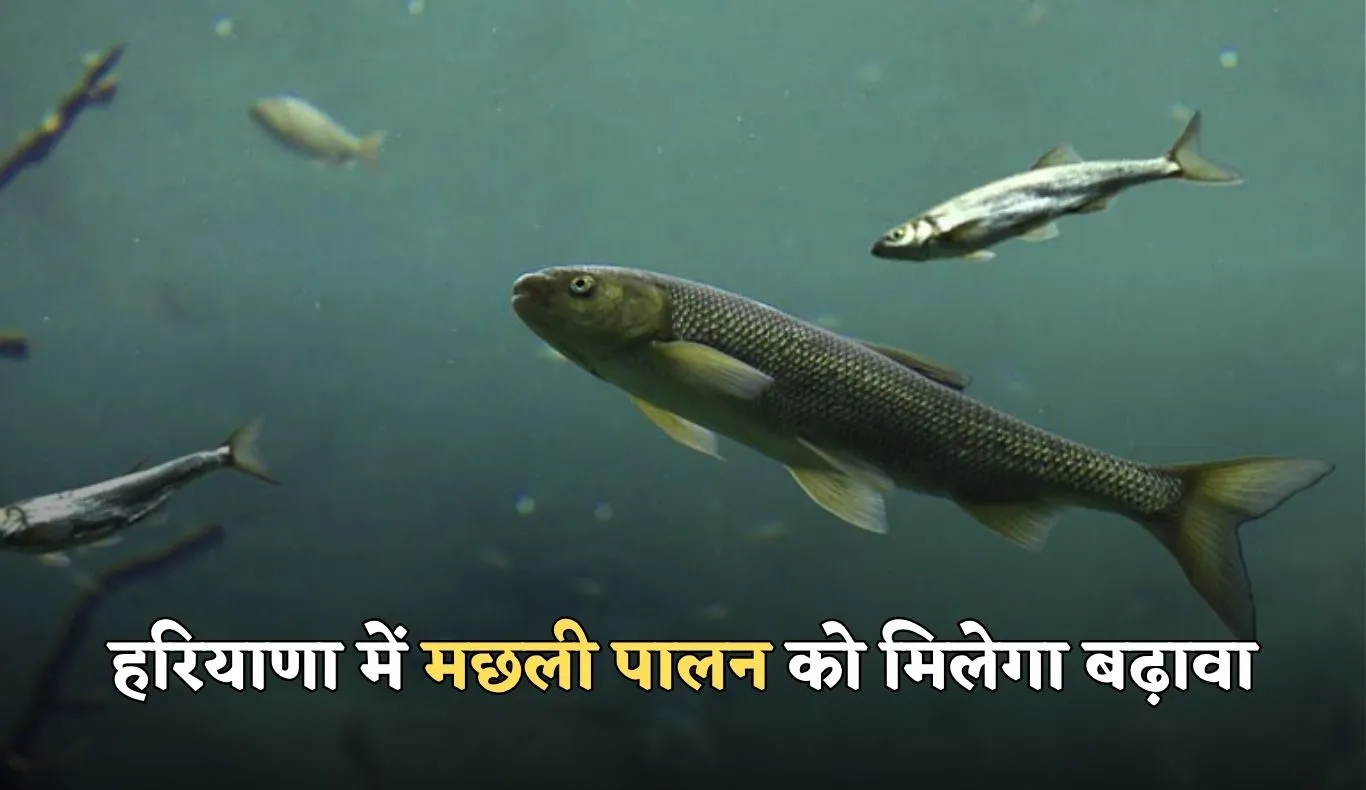 Haryana: हरियाणा में मछली पालन को मिलेगा बढ़ावा, इन जिलों में बनेगी मत्स्य मंडियां