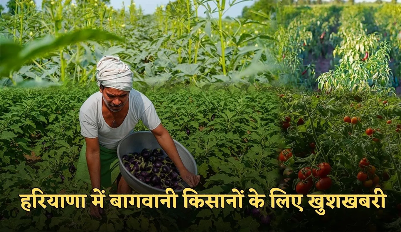 Haryana: हरियाणा में बागवानी किसानों के लिए खुशखबरी, सरकार दे रही इतनी सब्सिडी 