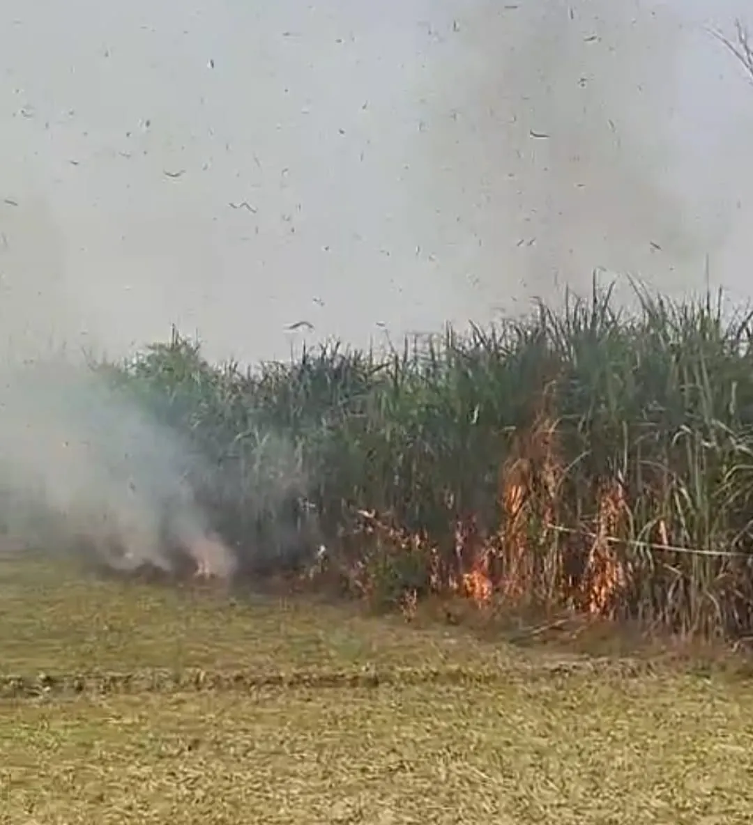 अज्ञात कर्म से लगी आग गाने की फसल जलकर हुई खाक 