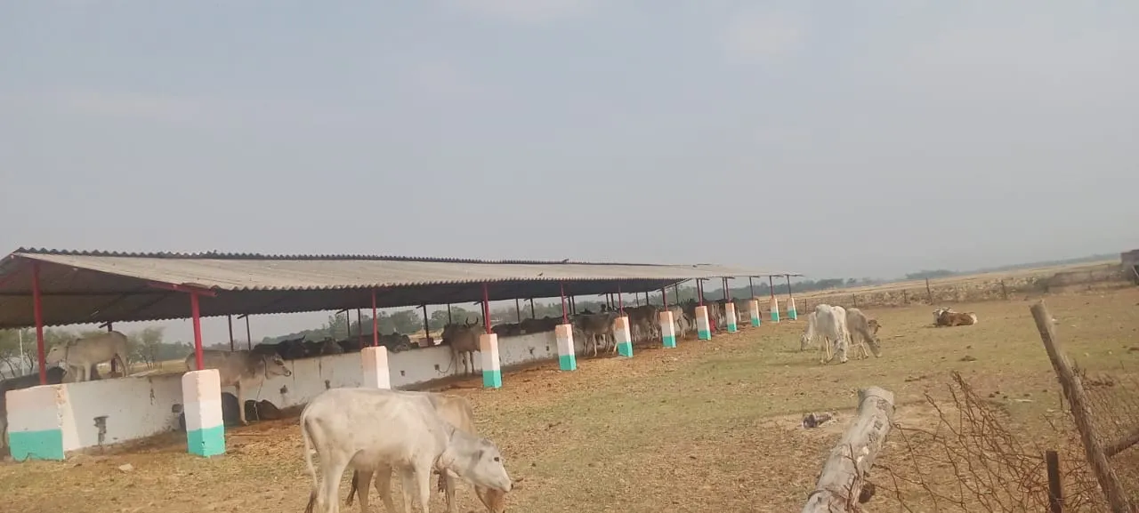 पचपेड़वा ब्लॉक की गौशालाओं में तड़प रहे गोवंश
