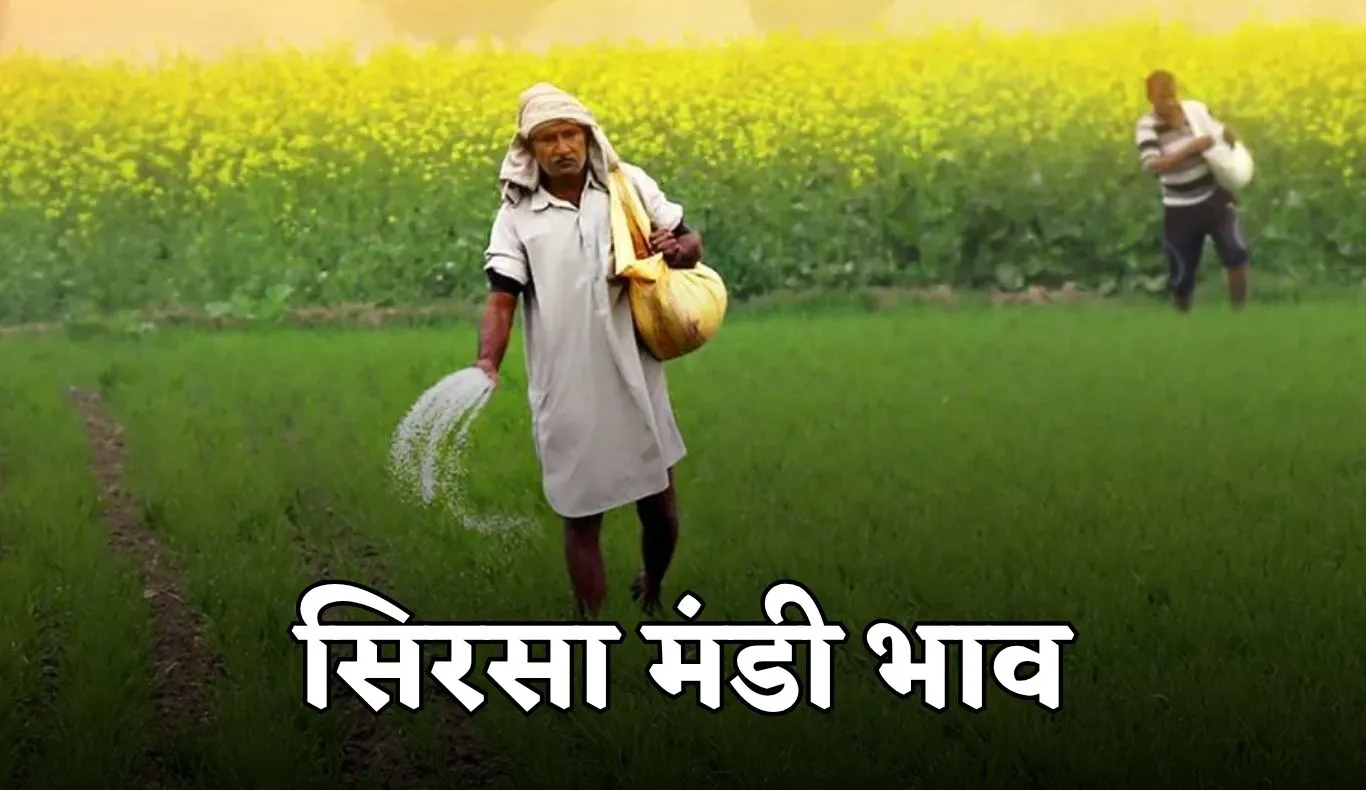 Sirsa Mandi Bhav: हरियाणा की सिरसा मंडी में इस रेट पर बिक रही फसलें, फटाफट चेक करें रेट्स 