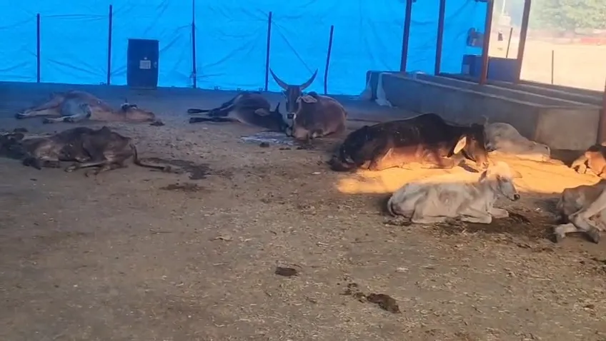डगडगी गौशाला का हाल बेहाल