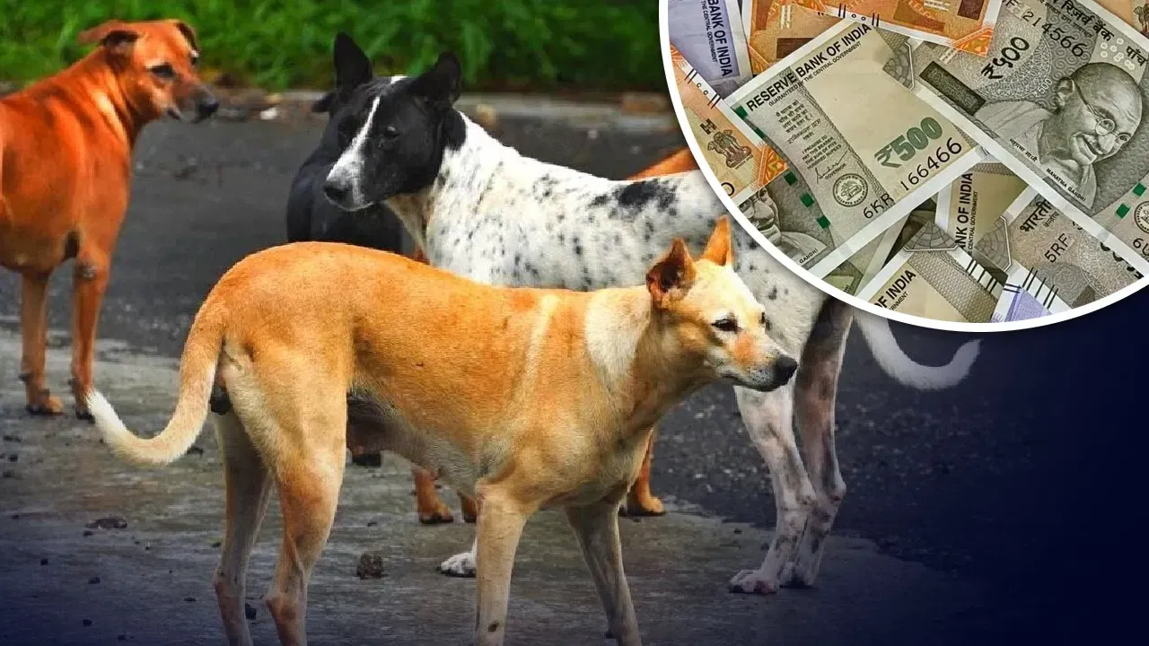 अरबों डॉलर का है कुत्तों के बाजार का अर्थशास्त्र