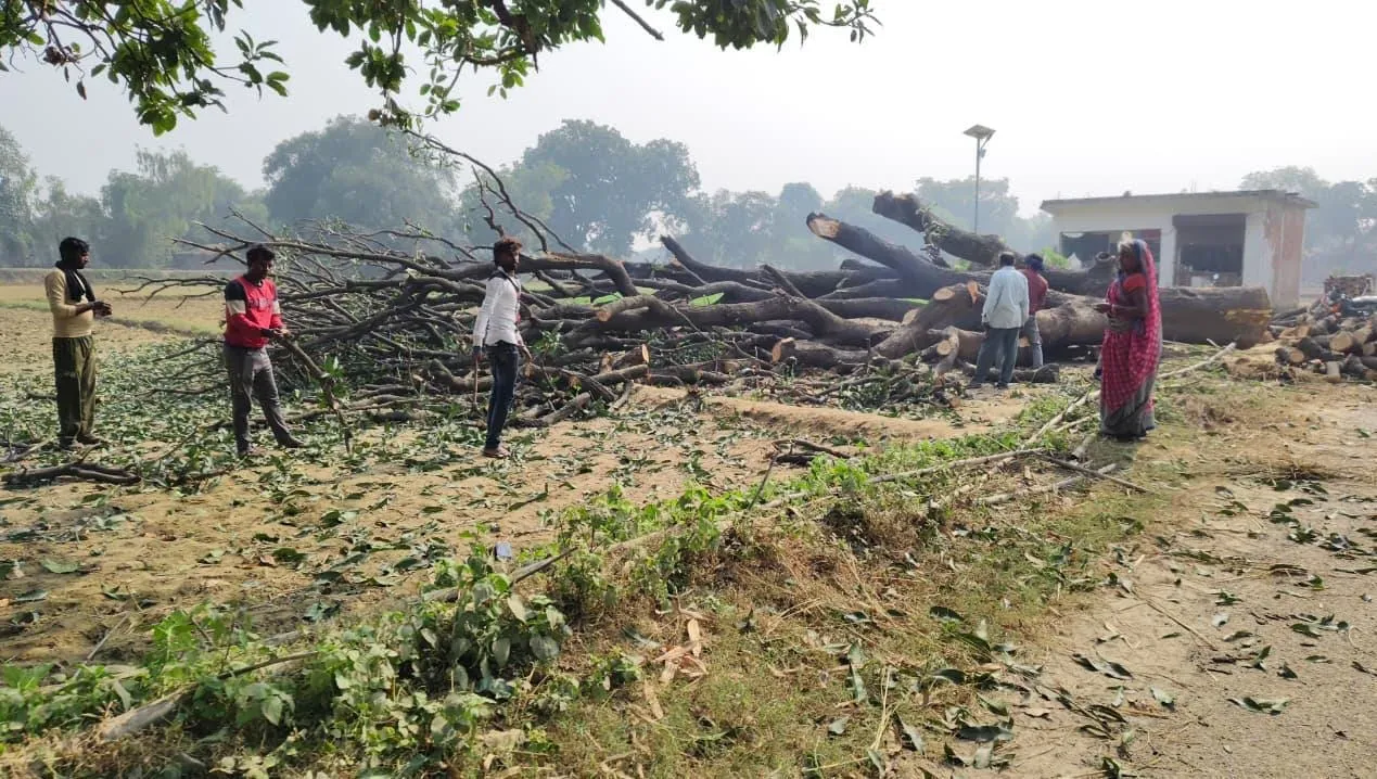 वन विभाग के कर्मचारियों व पुलिस की साठगांठ से प्रतिबंधित पेड़ों को धराशाई कर रहे वन माफिया