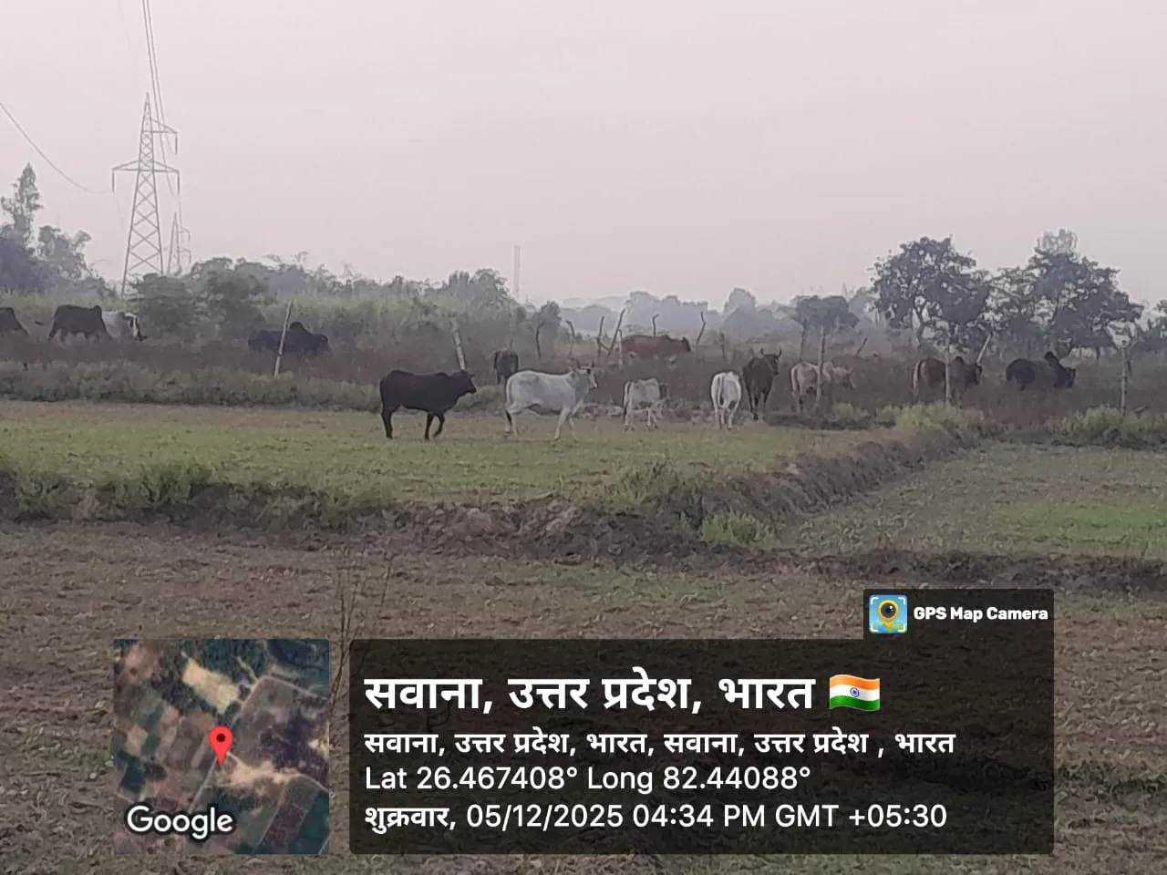 अधिकारियों की लापरवाही से उजड़ रहे खेत, छुट्टा जानवर कर रहे तबाही