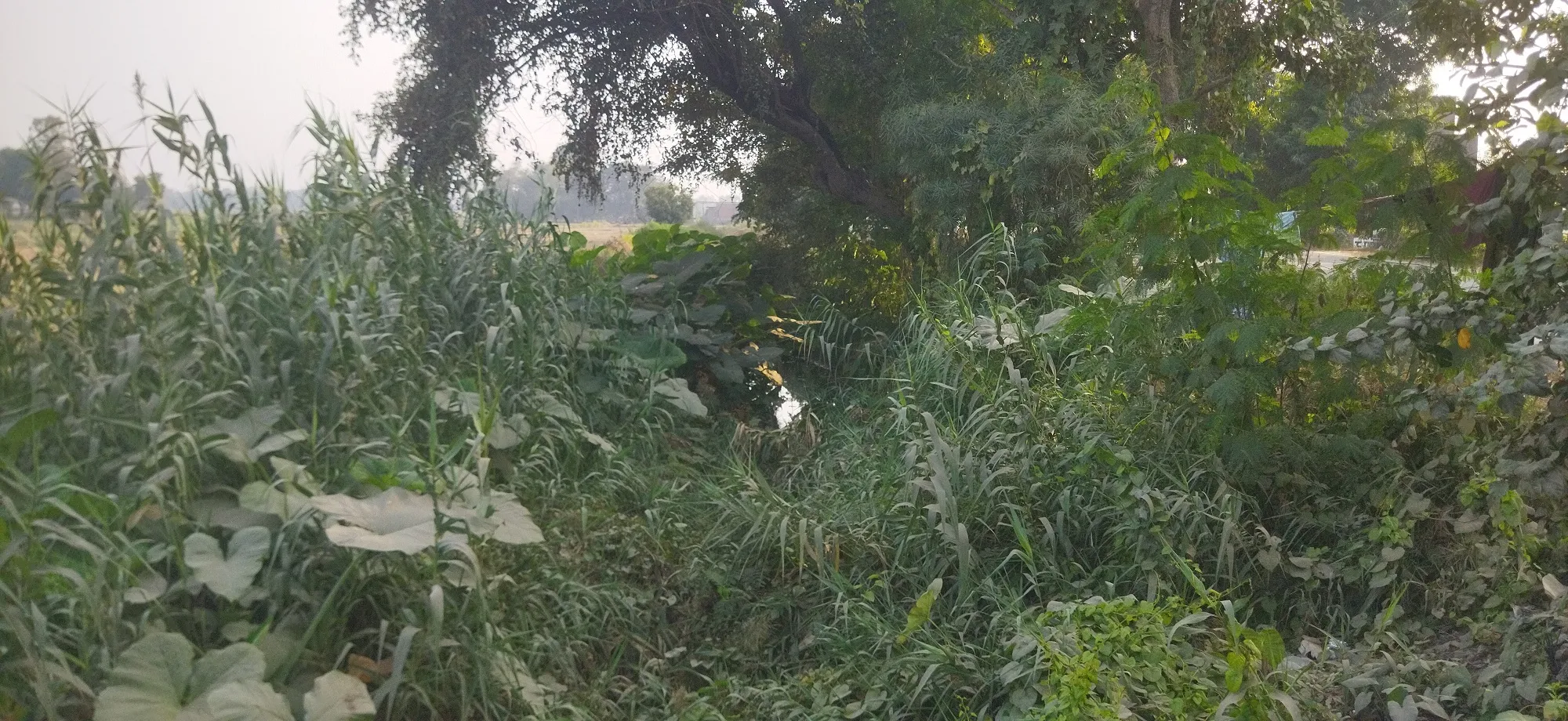 रबी की बुआई के बाद सिंचाई की दरकार, नहरों की नहीं हुई सिल्ट सफाई