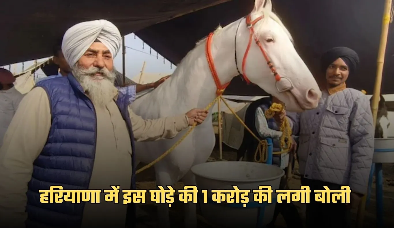 Haryana: हरियाणा में यह घोड़ा बना चर्चा का विषय, 1 करोड़ की लगी बोली 