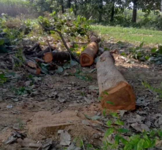 बसुआपार में बिना परमिट के सागौन के पेड़ की हुई कटान