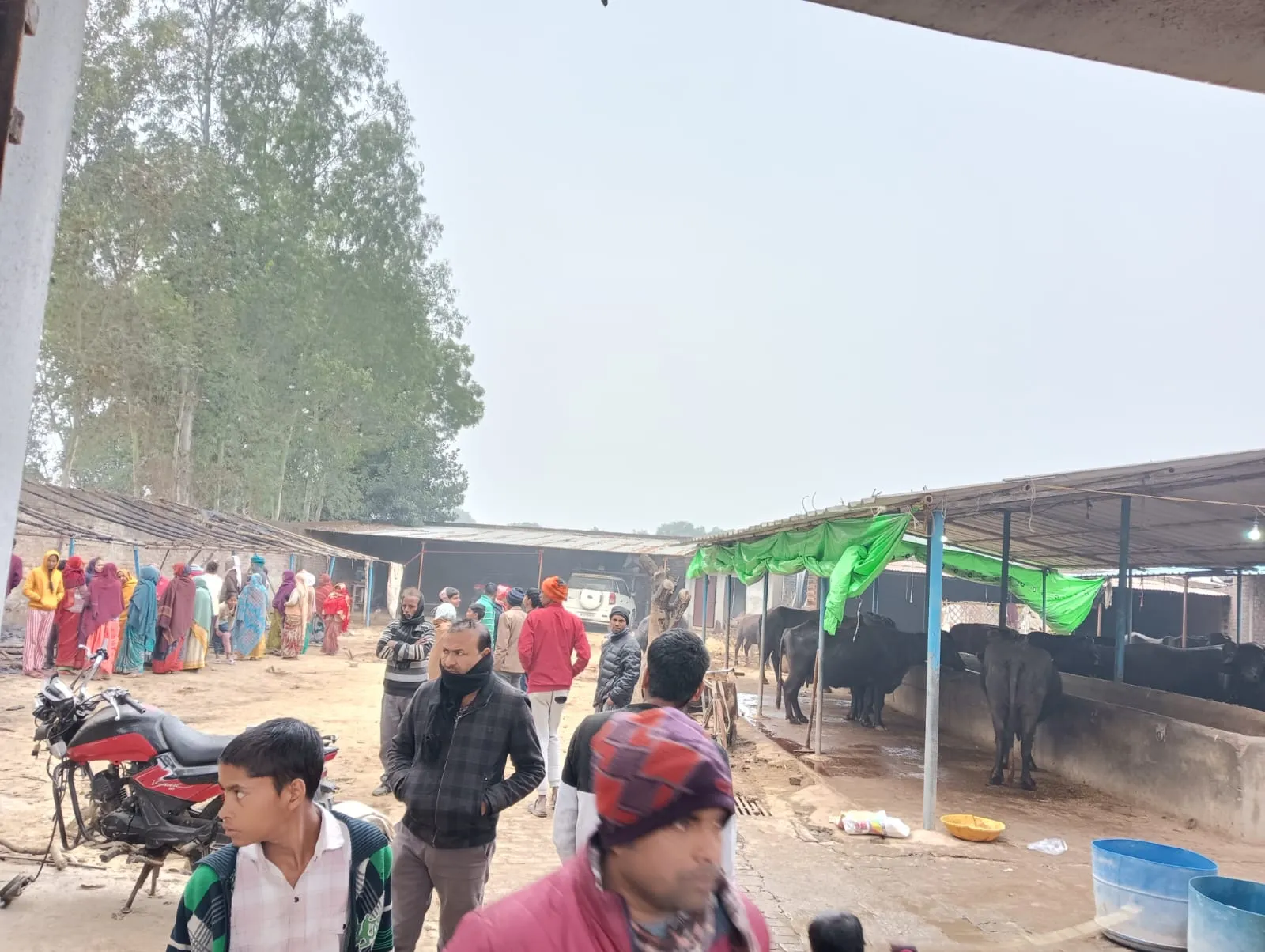 मवेशियों के बाड़े में संदिग्ध परिस्थितियों में लगी आग,एक भैंस की मौत छह गंभीर