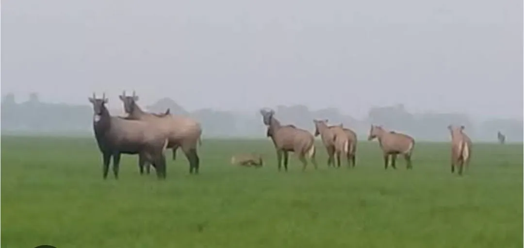 नीलगायों का कहर: 50 बीघा गेहूं की फसल बर्बाद