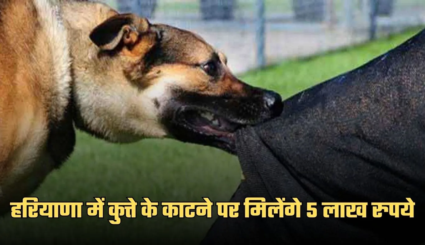 Haryana: हरियाणा में कुत्ते के काटने पर मिलेंगे 5 लाख रुपये, सरकार ने तय किए नए नियम
