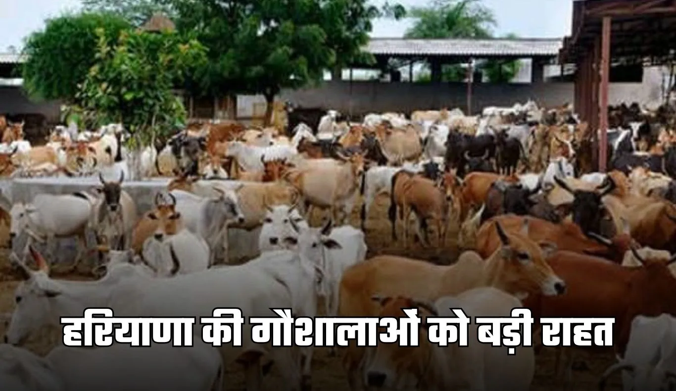Haryana: हरियाणा की गौशालाओं को बड़ी राहत, अब 2 रुपये प्रति यूनिट मिलेगी बिजली