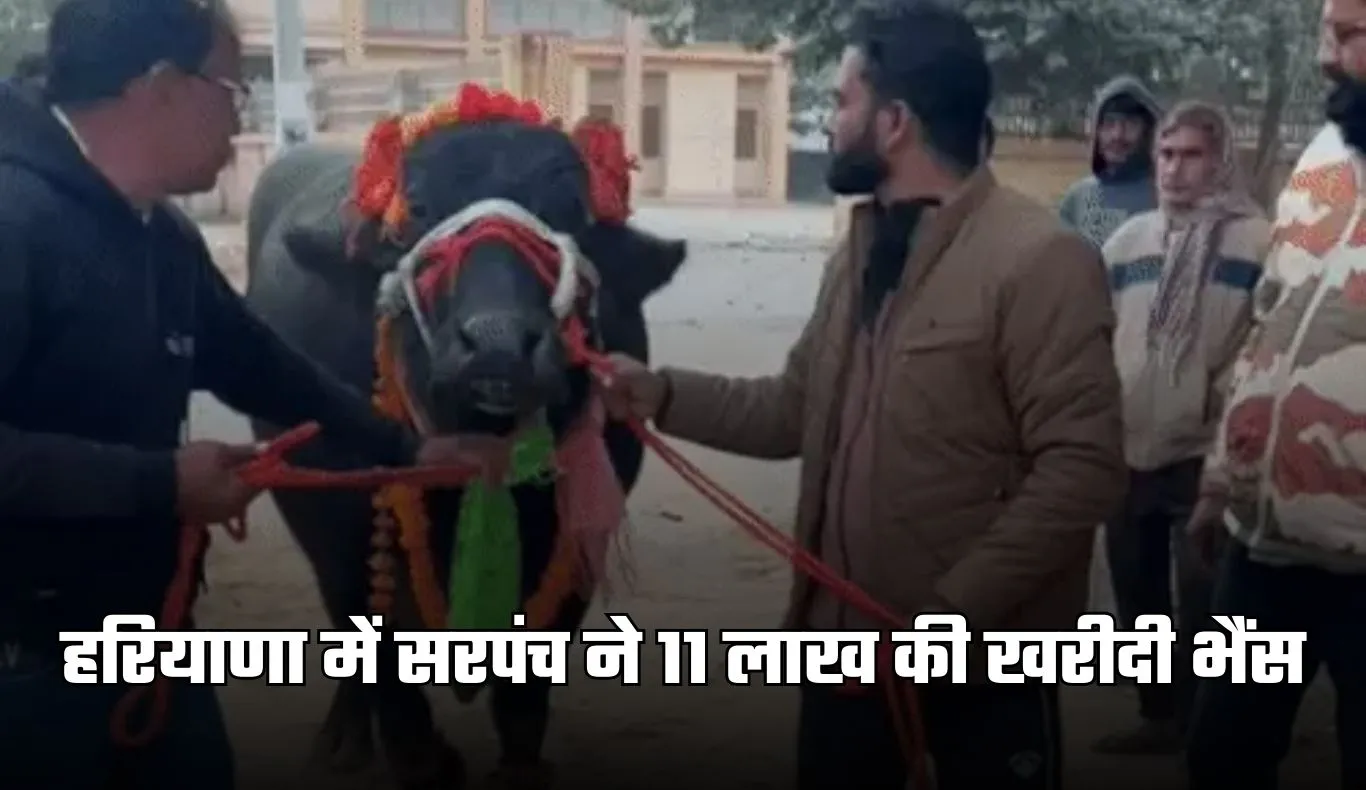 Haryana: हरियाणा में सरपंच ने 11 लाख की खरीदी भैंस, DJ बजाकर किया स्वागत