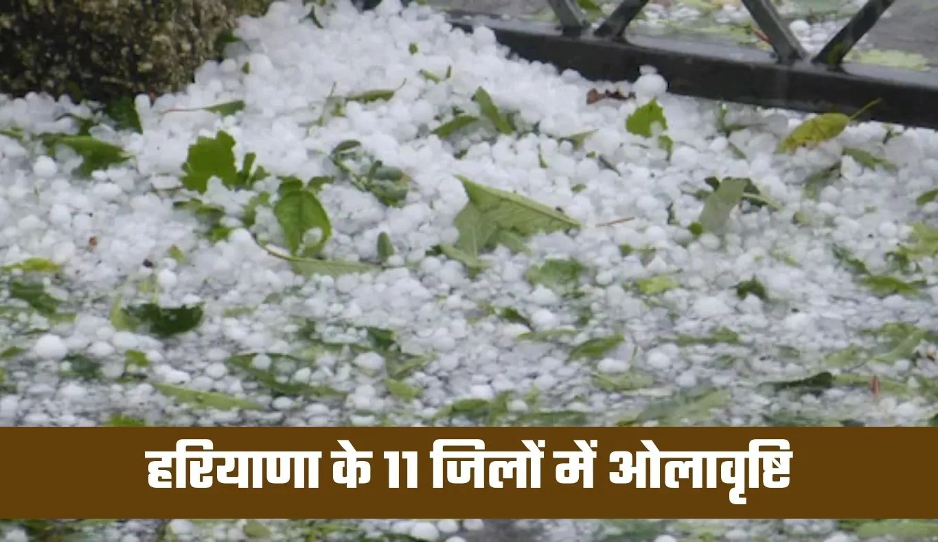 Haryana Weather: हरियाणा में नए पश्चिमी विक्षोभ से मौसम का कहर, 11 जिलों में ओलावृष्टि