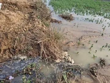 बलरामपुर में इटवा रजवाहा नहर कटी, फसलें जलमग्न