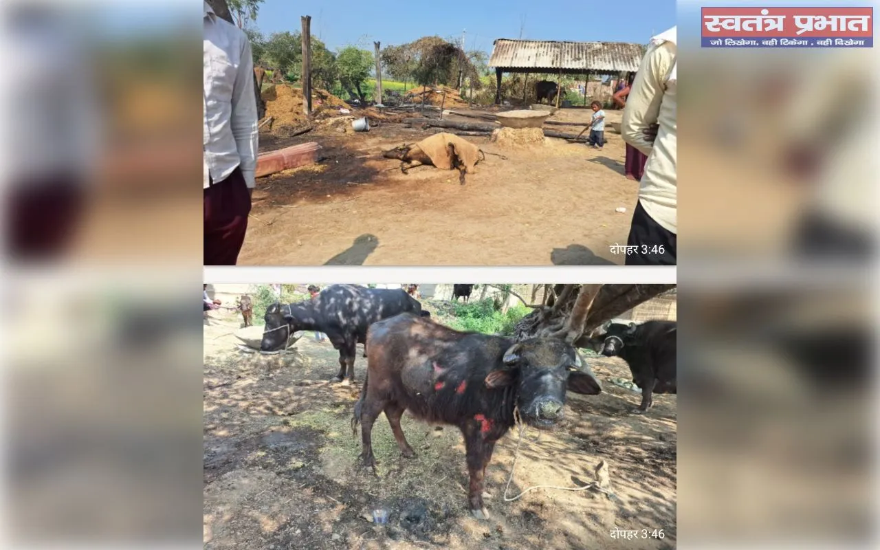 अग्निकांड से दहला बहुवन मदार माँझा: दो गोवंशों की जलकर मौत