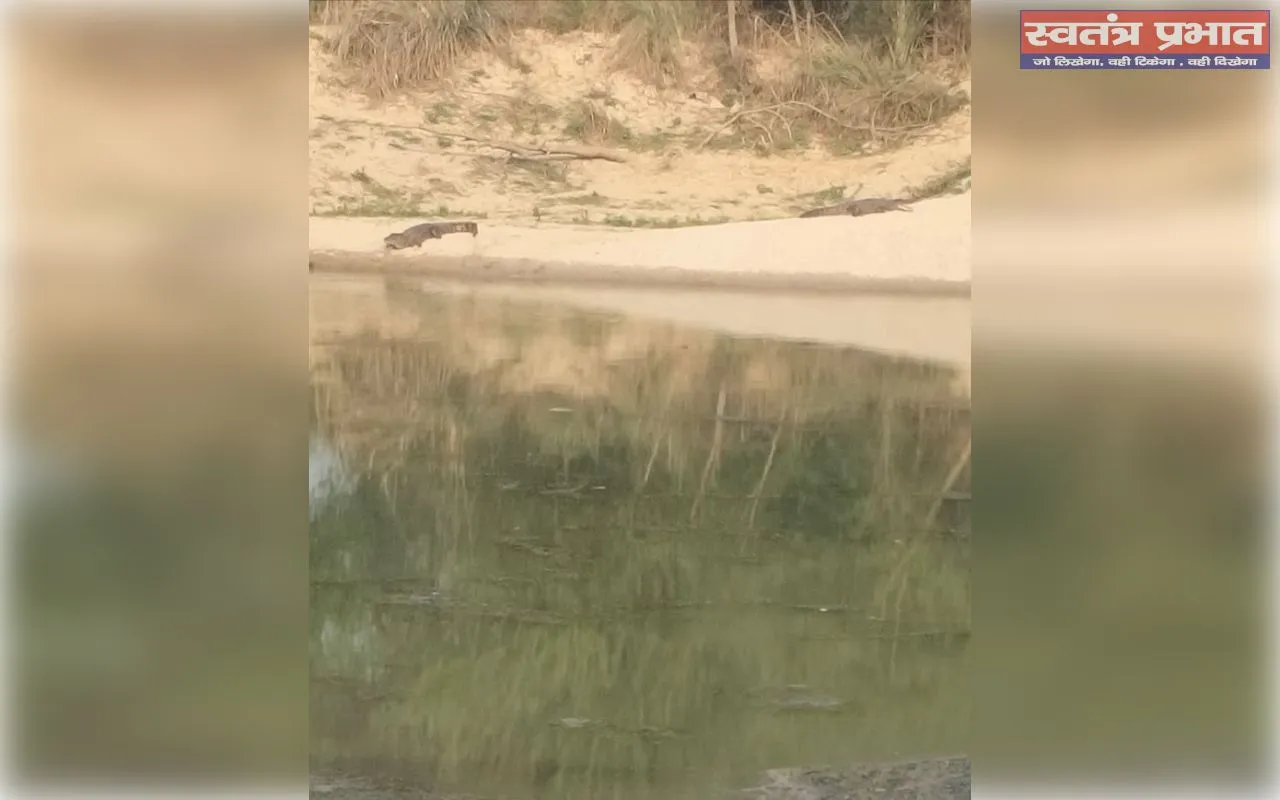 कैलाश नदी में दो मगरमच्छ दिखने से दहशत