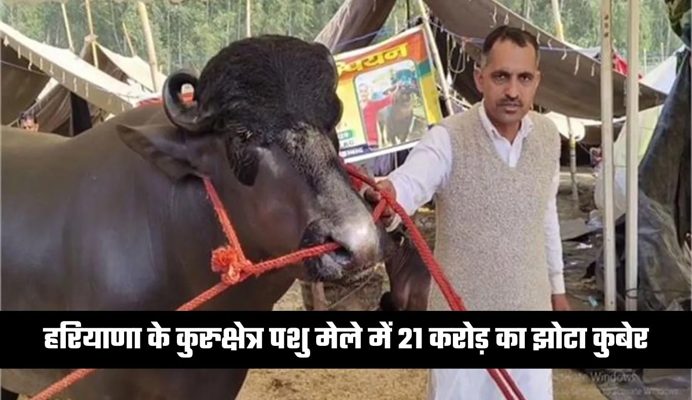 Haryana: हरियाणा के कुरुक्षेत्र पशु मेले में 21 करोड़ का झोटा कुबेर, देखने उमड़ी भीड़