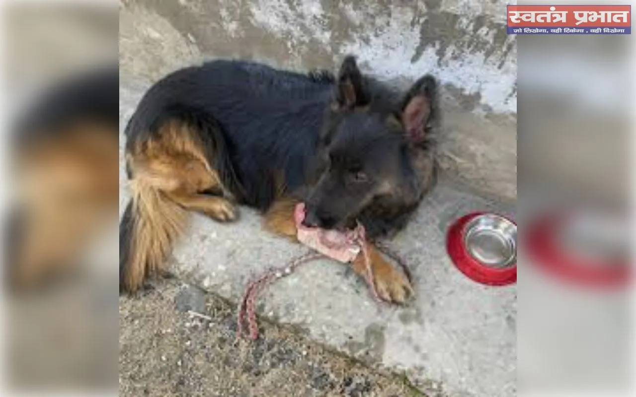 टायसन की बहादुरी को सलाम! 