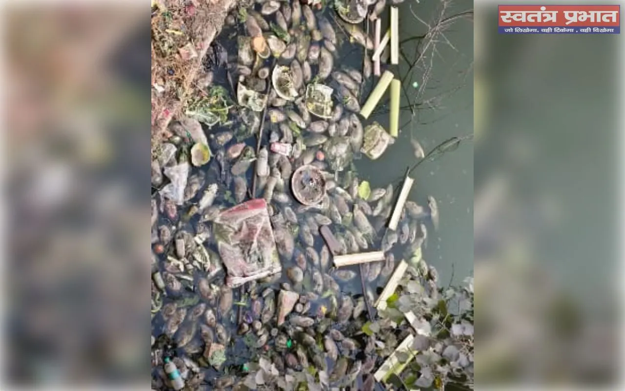 कलवारी शिव मंदिर स्थित पोखरे में दूषित जल से मर रही मछलियों- सड़ान्ध से बीमारी फैलने का खतरा