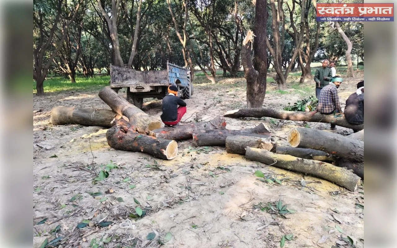 मलिहाबाद (रहीमाबाद) में ‘आम’ पर कुल्हाड़ी: एक दर्जन से ज्यादा पेड़ काटे