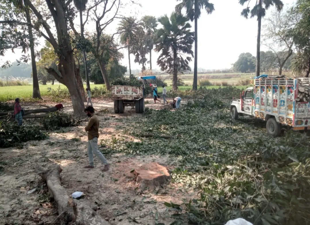 गोरखपुर :सिंकरीगंज क्षेत्र धोबौली में हरियाली पर  ठेकेदारों का डाका: