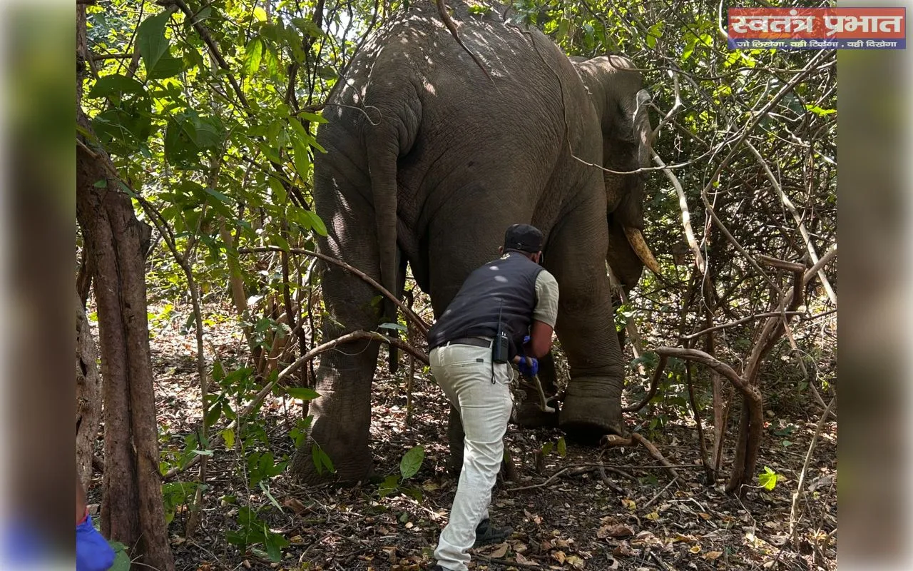 झारखंड में पहली बार जंगली हाथी का हुआ सफल इन-हाउस उपचार