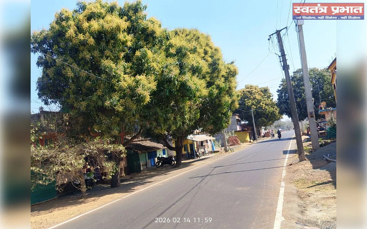 मंजरों से लदा आम वृक्ष आम फसलें अधिक होने की सम्भावना से कृषकों में छाया उल्लास