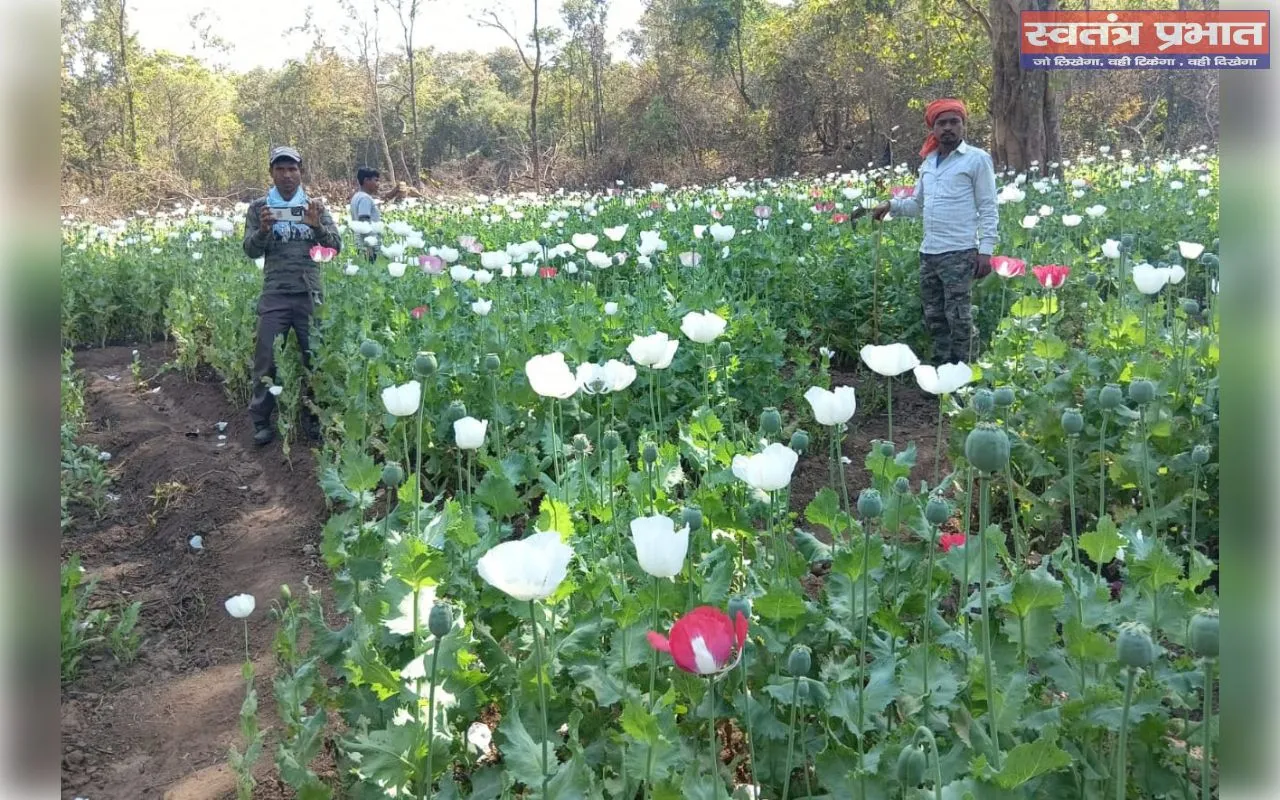 चौपारण थाना क्षेत्र में अवैध अफीम की खेती नष्ट