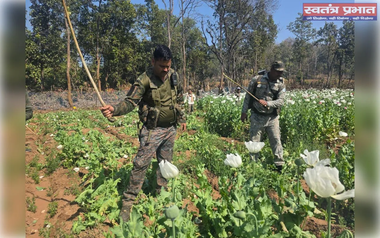 चौपारण थाना क्षेत्र में अवैध अफीम की खेती का किया गया विनष्टीकरण, क़रीब 10 एकड़ फसल नष्ट