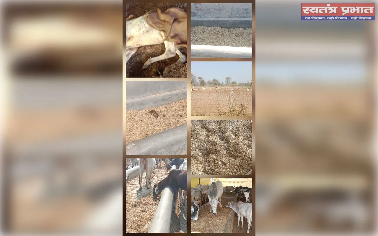 हरे चारे के नाम पर  सूखा भुसा.खाने  को विवस  गोवंश
