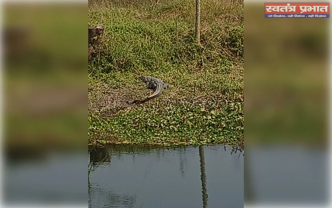 टहारा सुखनी सायफन में किनारे लेटा दिखा विशालकाय मगरमच्छ