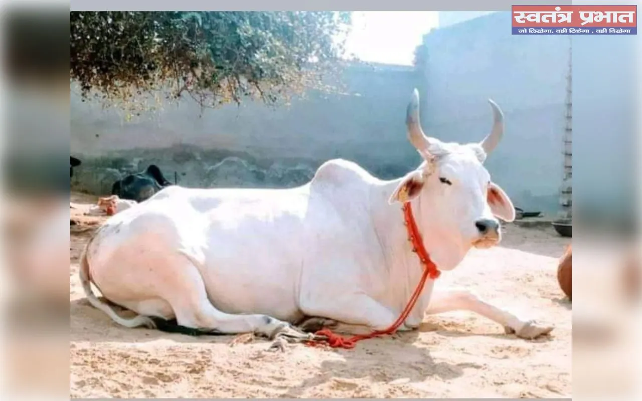 चाय की प्याली से सेवा का संकल्प आठ दोस्तों ने रचा गो सेवा का अद्भुत इतिहास