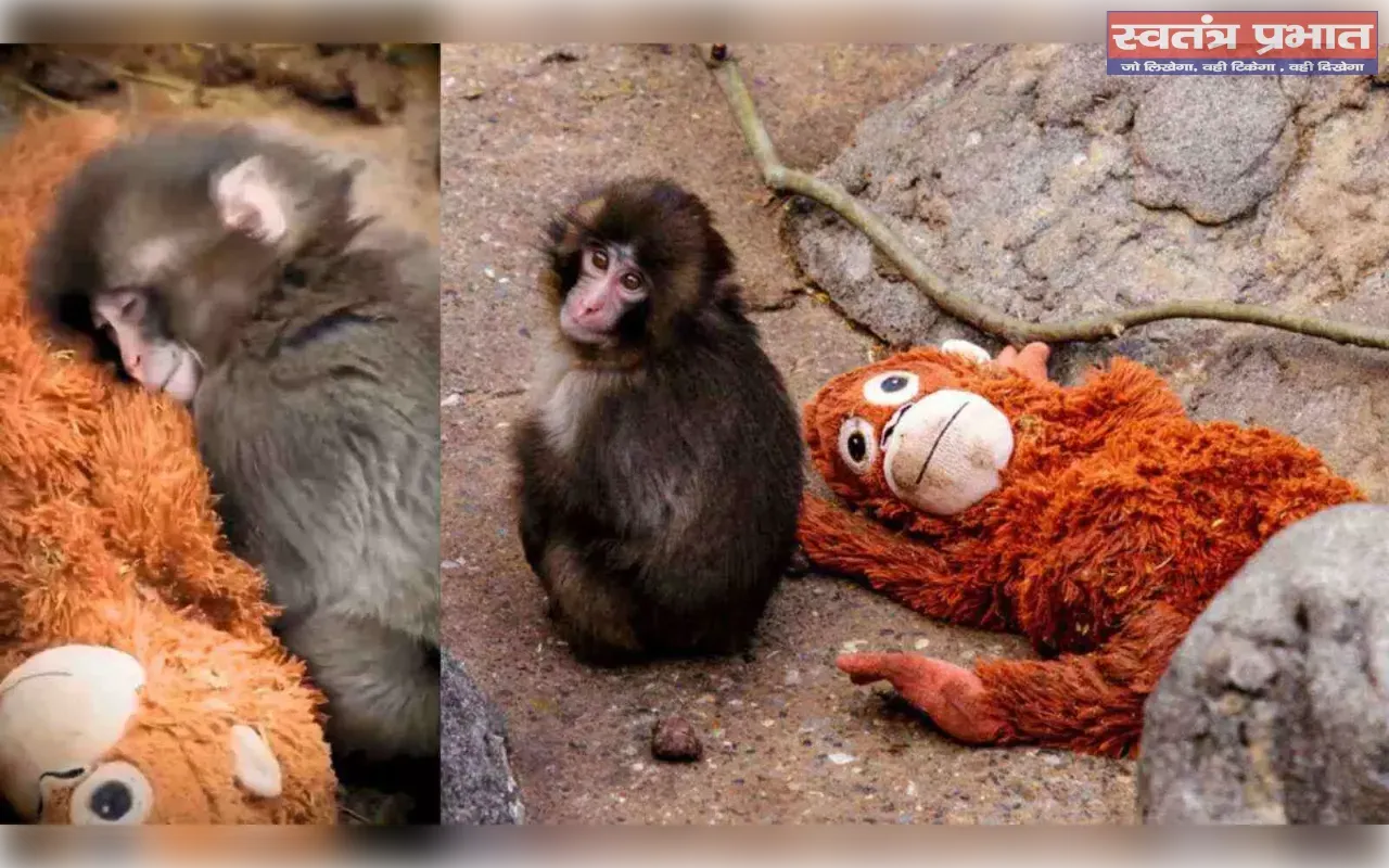 पंच-कुन: एक खिलौने की गोद में मां की ममता तलाशता नन्हा बंदर