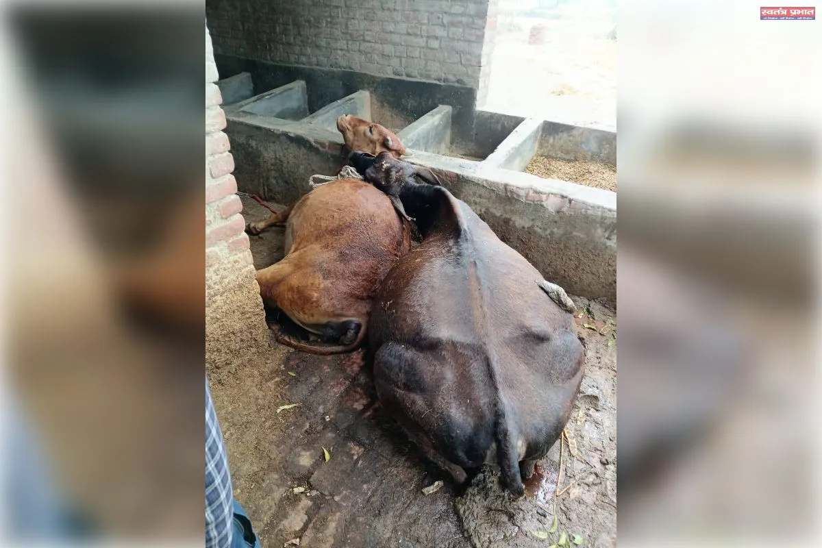 आकाशीय बिजली का कहर: संग्राम उर्फ नेता यादव की मौत, बेटा गंभीर, दो गायों की भी मृत्यु