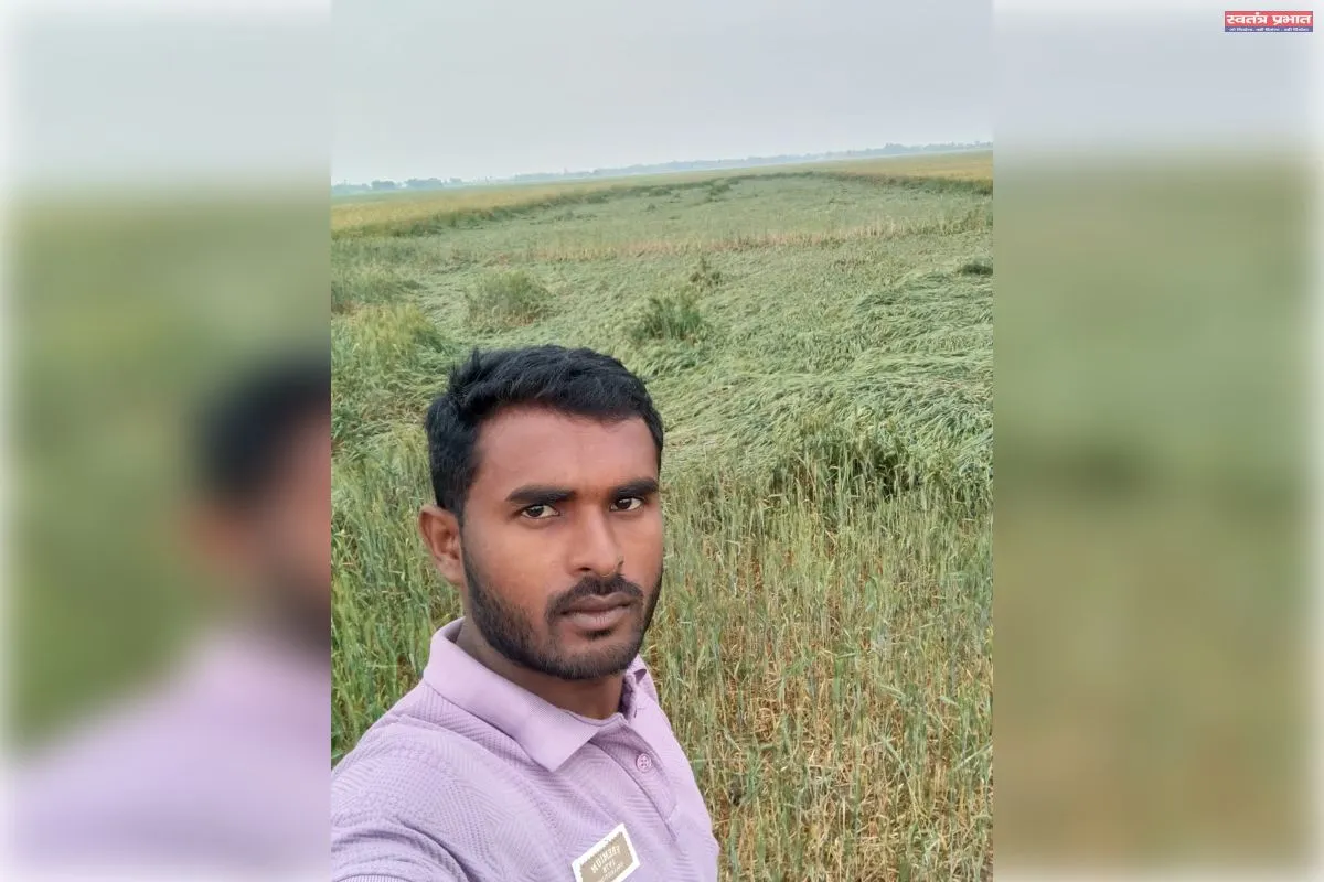 सिद्धार्थनगर : बरसात के साथ  तेज हवा से खेतों में बिछी गेहूं की फसल