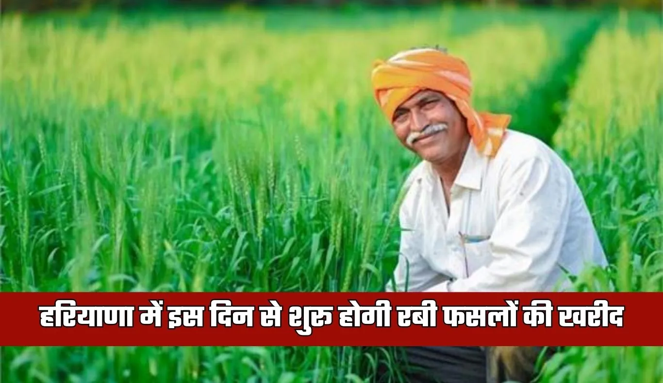 Haryana: हरियाणा में इस दिन से शुरू होगी रबी फसलों की खरीद, जानें तारीख 