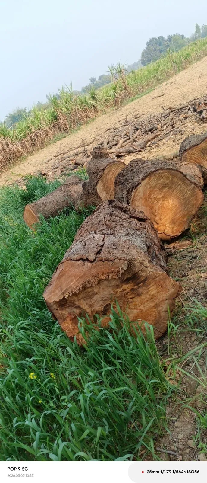 बेलवरियां जंगल (मुसहा ) में बिना परमिट के आम के पेड़ की हुई कटान