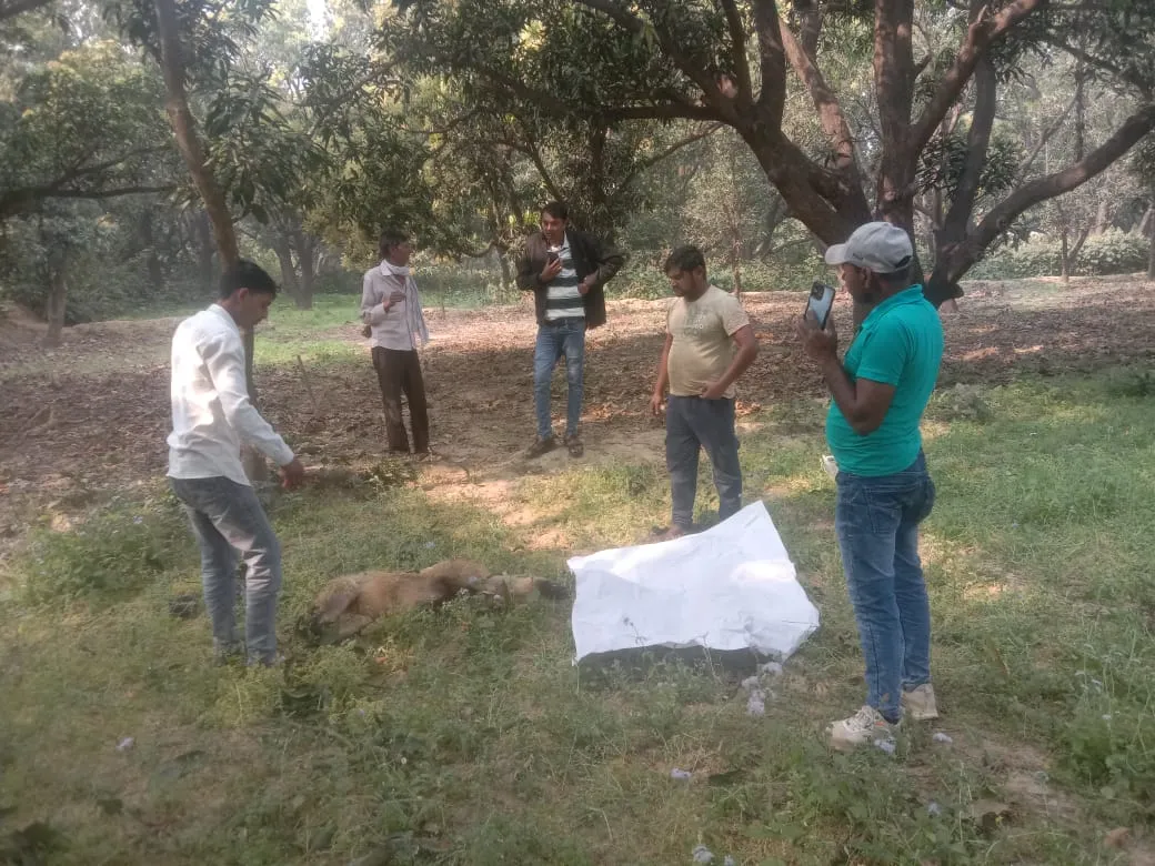 11 केवी लाइन की चपेट में आया बंदर, दर्दनाक मौत; बिजली कर्मियों ने किया अंतिम संस्कार