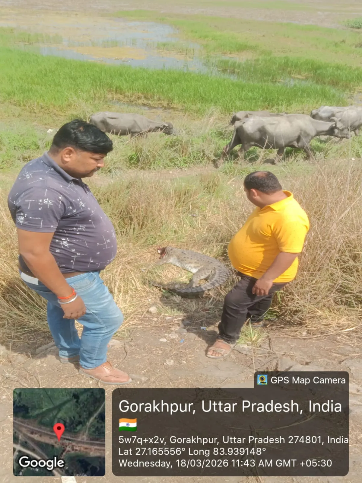 पनियहवा:  ट्रेन की चपेट में आने से मादा मगरमच्छ की मौत, क्षेत्र में मचा हड़कंप