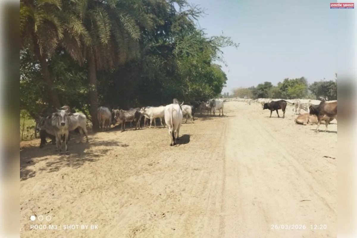 किसानों के लिए मुसीबत बने छुट्टा पशु