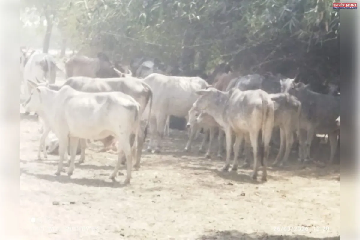 बस्ती में सवालों के घेरे में सीएम का ड्रीम प्रोजेक्ट कान्हा गोशाला मर रहे हैं गौशाला के जानवर