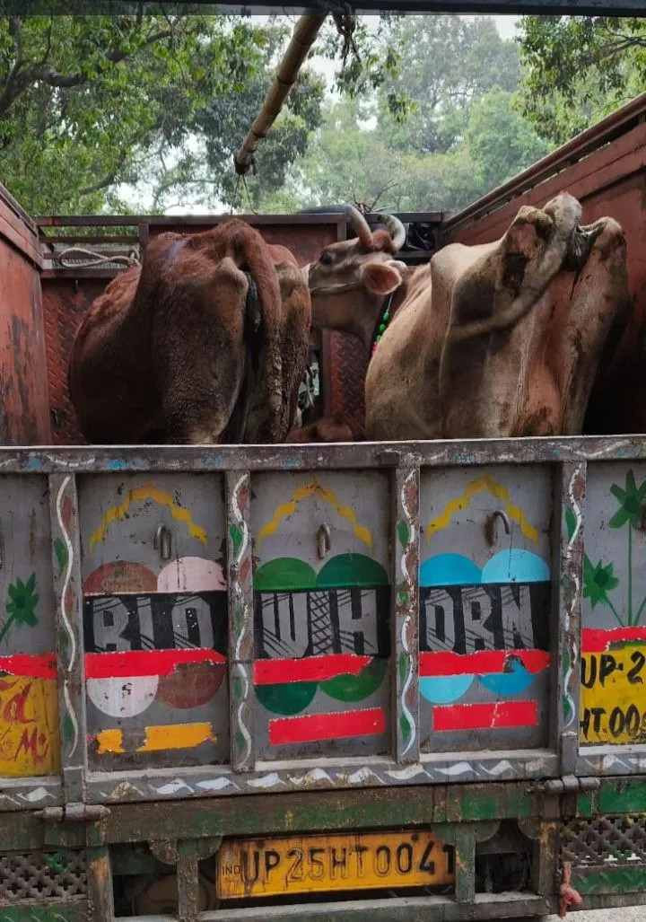 ट्रक में प्रतिबंध पशुओं को ले जाते पुलिस ने पकड़ा 