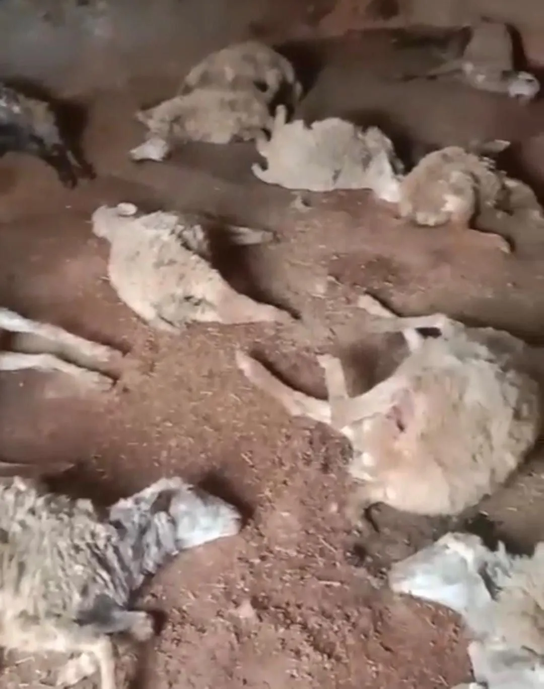 आवारा कुत्तों के हमले में 32 भेड़ों की मौत