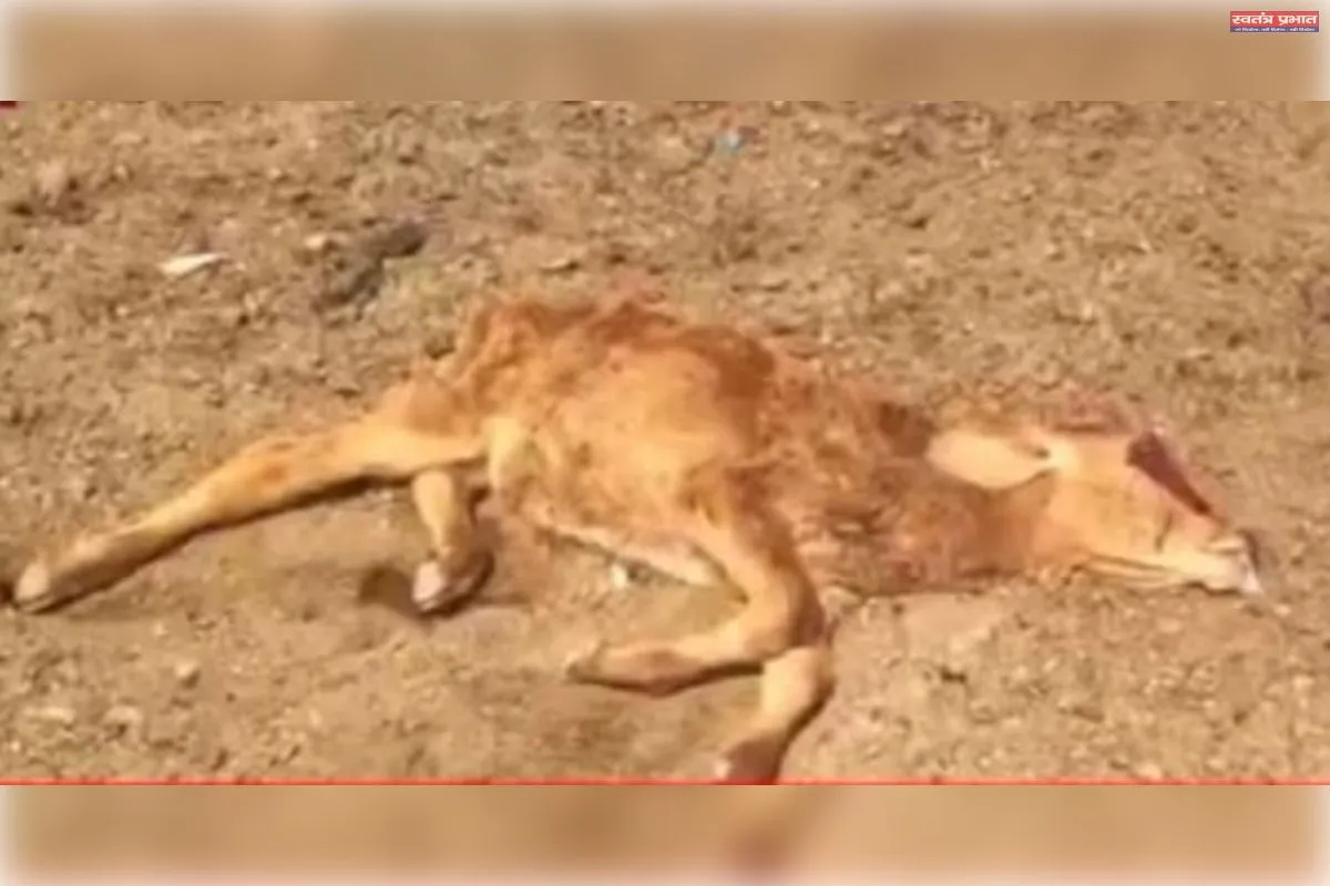 गौशाला में गोवंशीय पशुओं के नाम पर खुली लूट, सामूहिक कब्रें मिलने से मचा हड़कंप