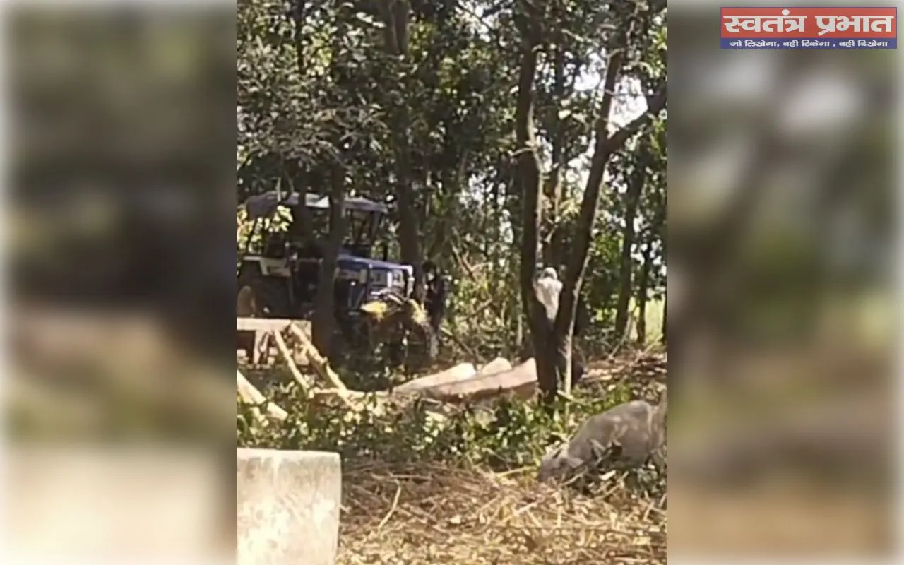 सरकारी जमीन पर प्रतिबंधित गूलर के पेड़ों की कटाई, अधिकारियों की मिलीभगत का आरोप