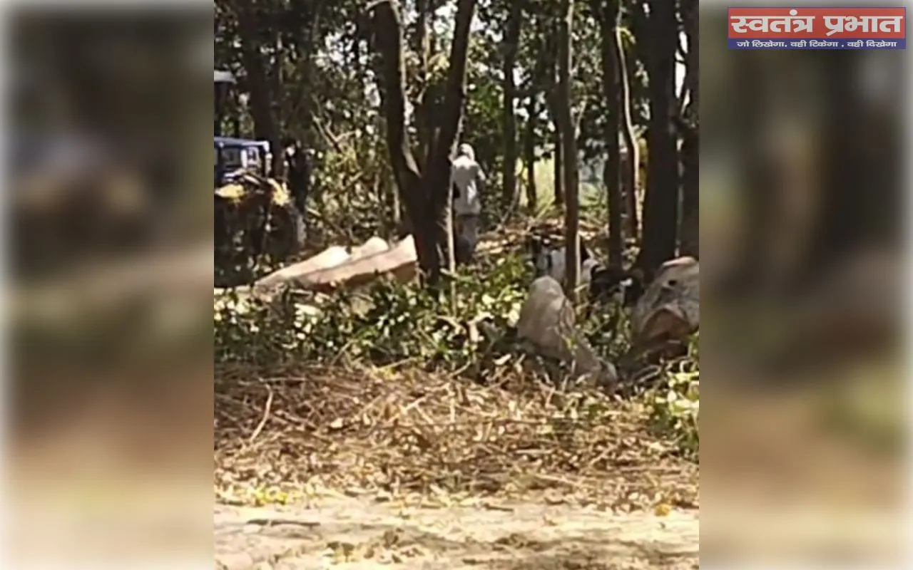 वन माफिया का कहर: प्रतिबंधित पेड़ों की कटाई पर भी नहीं जागा प्रशासन