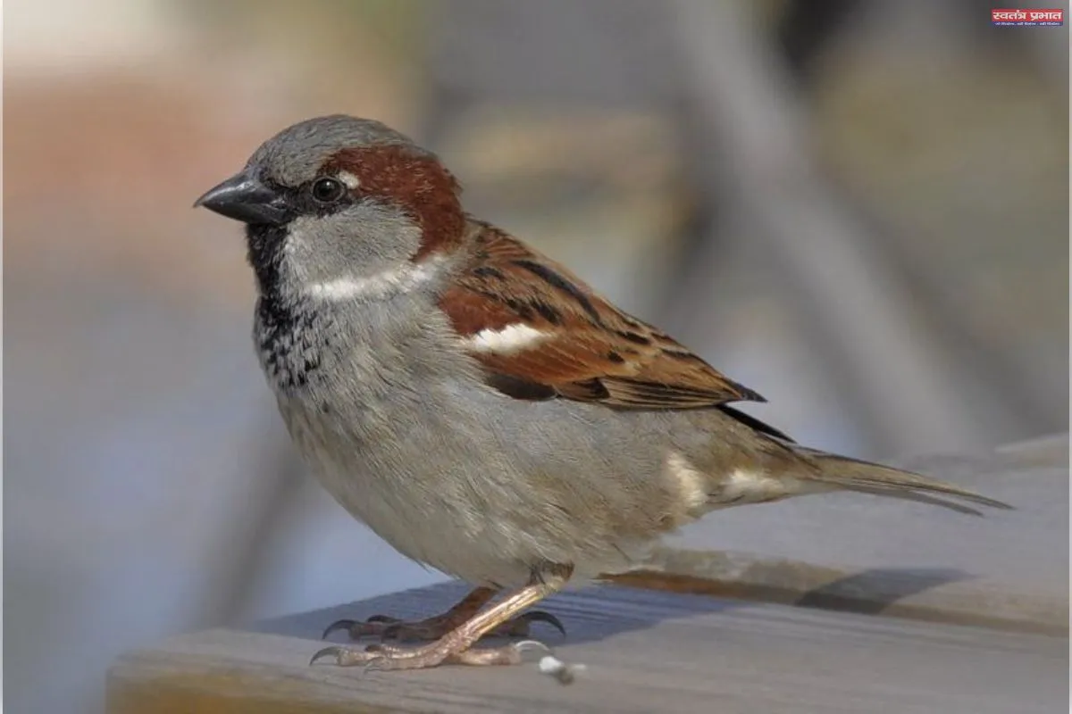 एक चिड़िया, अनेक चिड़िया, घर में क्यों नहीं आती चिड़िया