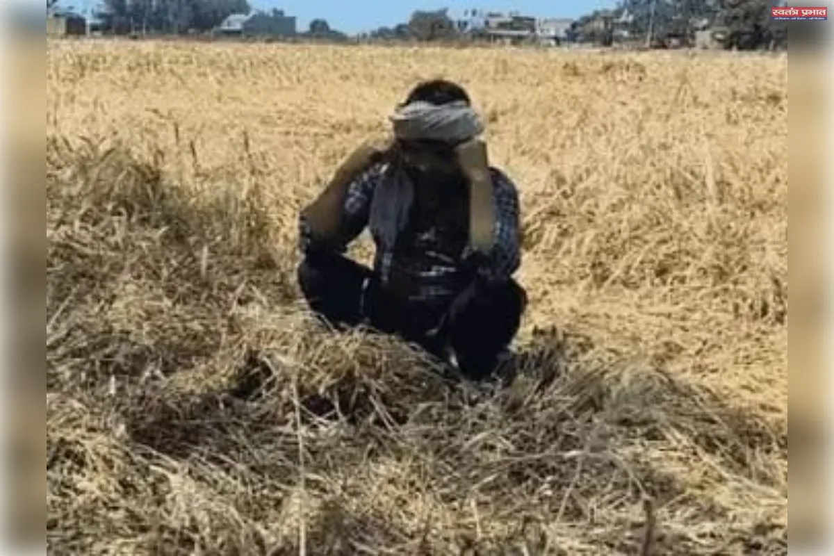कानपुर में बारिश और ओलावृष्टि का कहर: सैकड़ों बीघा गेहूं की फसल तबाह