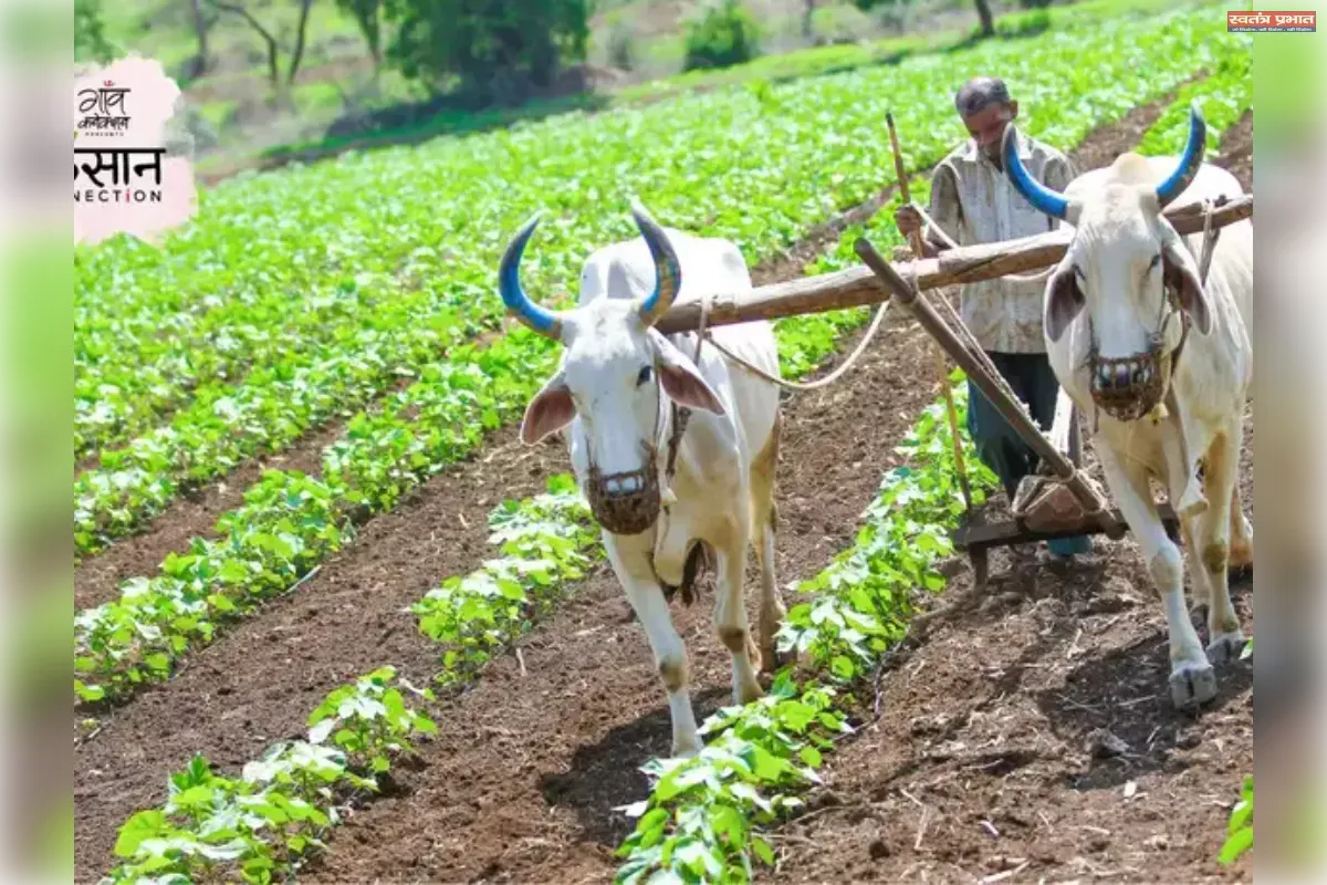 जलवायु-अनुकूल खेती : जब खेतों ने मौसम से हारना छोड़ दिया